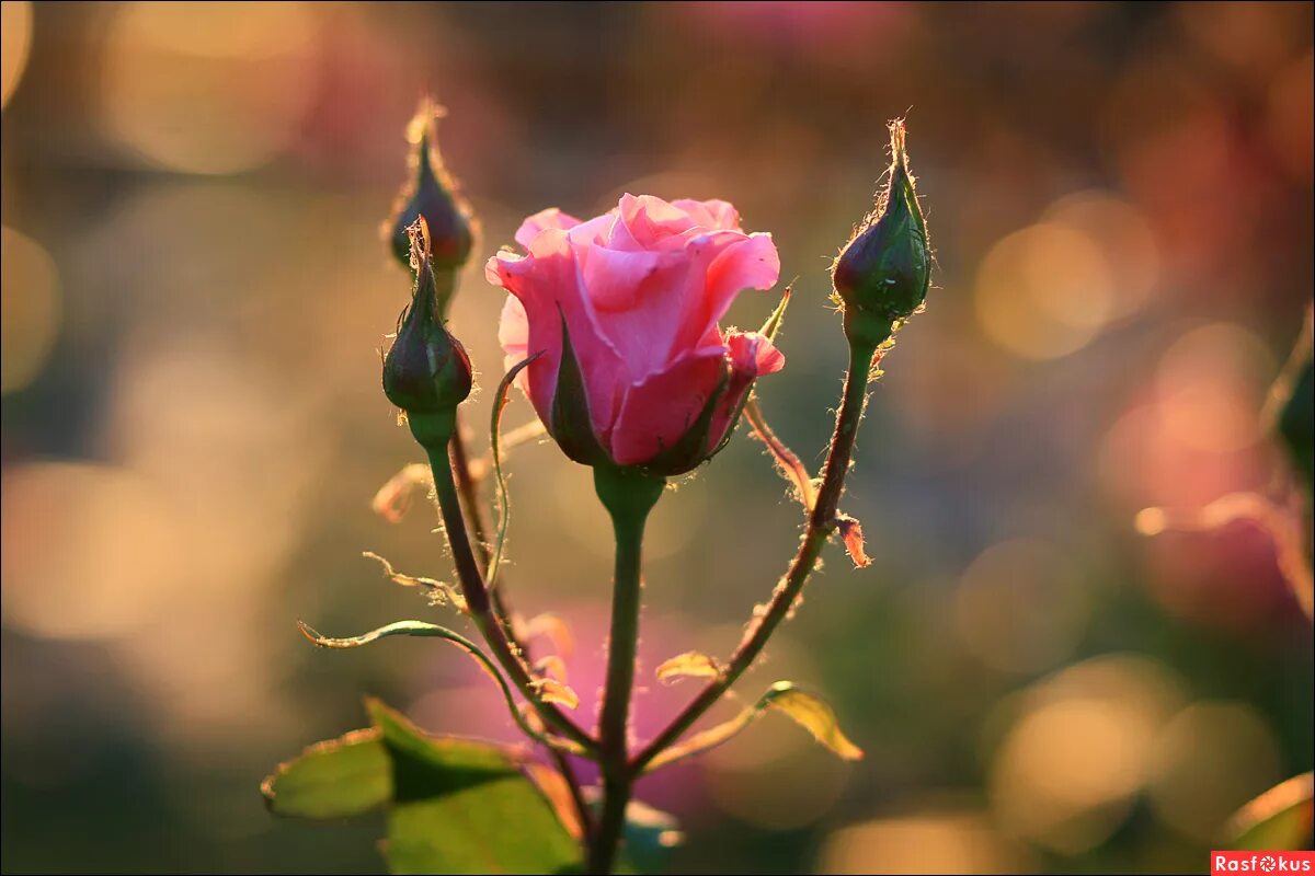 Розы света песня. Розовые кусты на закате. Розы на рассвете. Бутон розы на рассвете. Розы на рассвете с росой.