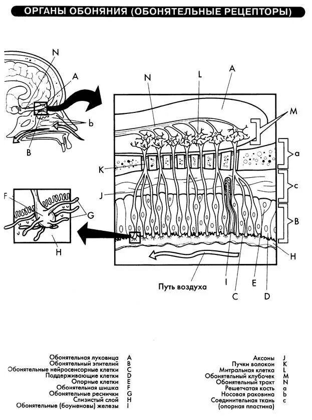 Схема строения обонятельных рецепторов. Схема строения органа обоняния. Строение органа обоняния рисунок. Основные элементы обонятельного рецептора.