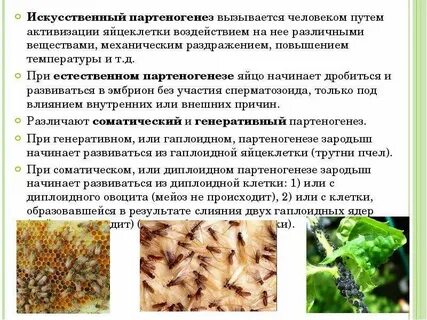 Видами партеногенеза являются