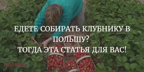 Сколько зарабатывают на клубнике