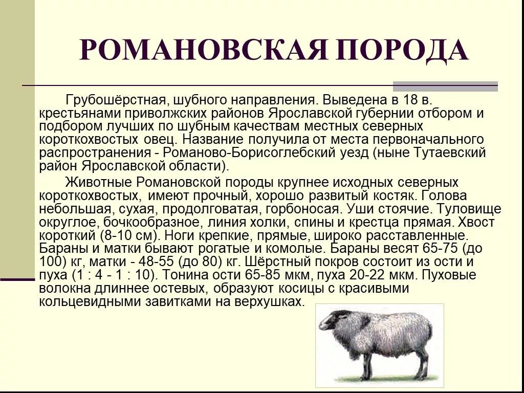 Романовская порода. Романовская порода овец характеристика описание. Романовская порода овец характеристика описание. Романовская порода овец описание. Ягнята романовской породы.
