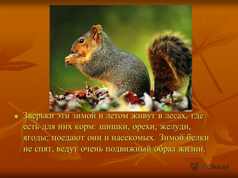 В лесу живут белки каждая из которых. В лесу живут белки каждая из которых
