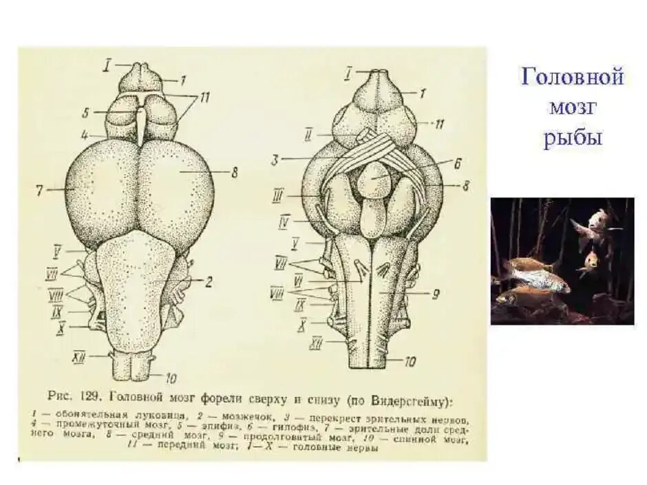 Схема головного мозга костной рыбы. Строение головного мозга рыбы. Строение головного мозга костной рыбы. Отделы головного мозга рыбы схема. Какое строение головного мозга рыб