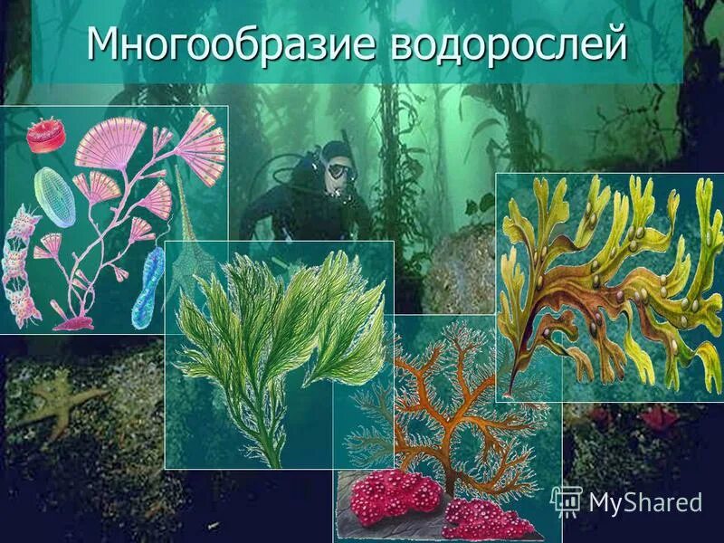 Учебник водоросли. Многообразие водорослей. Водоросли их разнообразие. Многообразные водоросли. Водоросли коллаж.