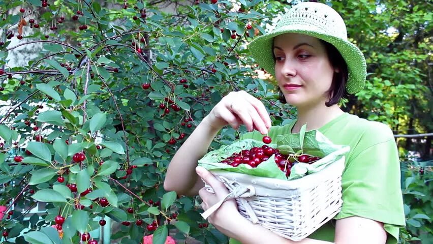 Рвать черешню
