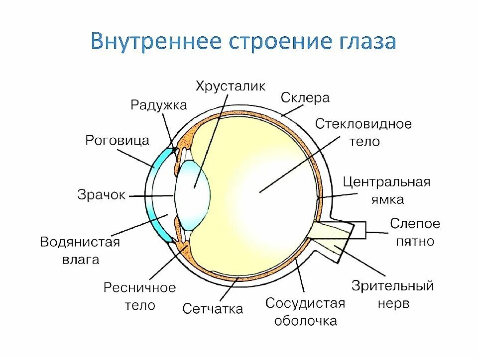 Хрусталик выполняет функцию