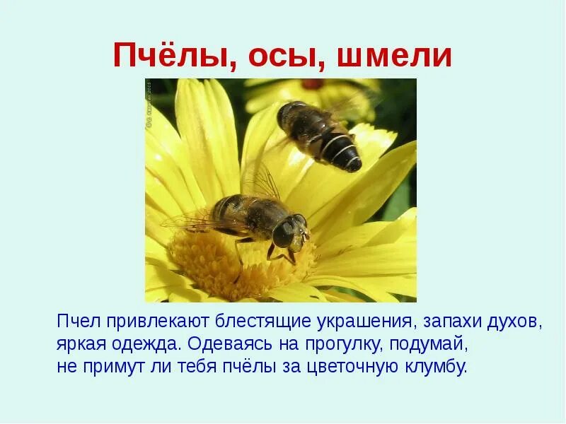 Сообщение про ОС шмелей и пчел 2 класс. Доклад о пчелах. Доклад про осу. Интересные факты о пчелах и осах.