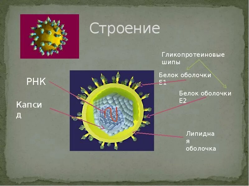 Строение вируса гепатита ц. Вирус гепатита е строение. Строение вируса гепатита в. Структура вируса гепатита в.