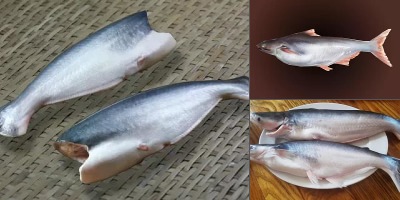 пангасиус фото рыбы с головой