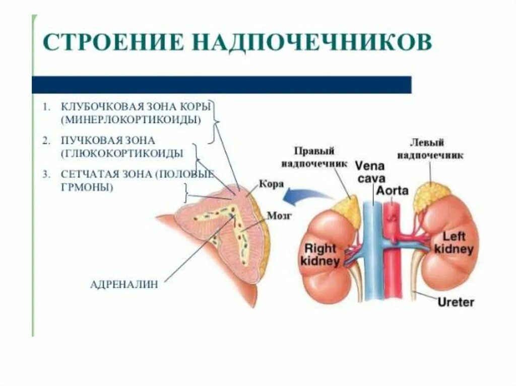 Клубочковая зона коры надпочечников. Ретикулярная зона коры надпочечников. Клубочковая пучковая и сетчатая зоны коры надпочечников. Клубочковая зона коры надпочечников строение.