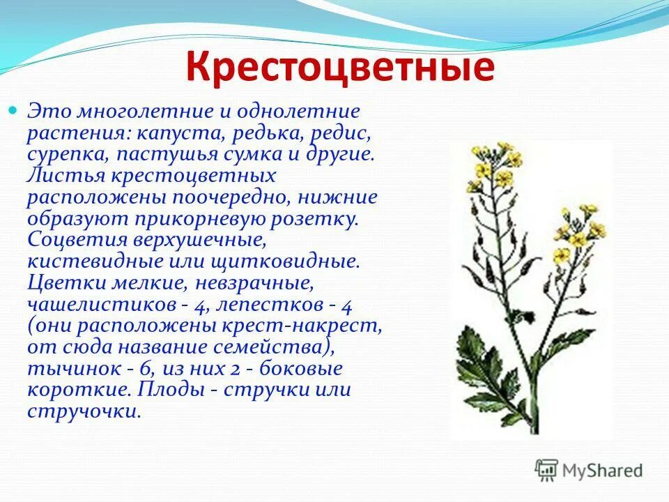 пастушья сумка растения семейства крестоцветных. полукустарнички крестоцветные. царство крестоцветных растений. строение культурных растений семейства крестоцветных. однолетние растения семейства крестоцветных.