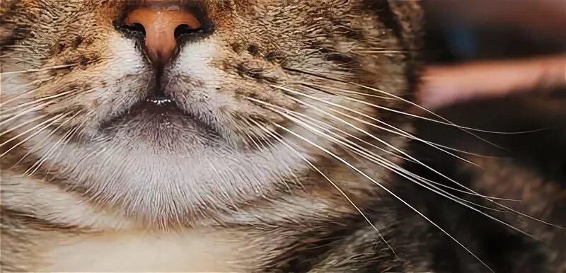 Почему у котенка обламываются усы