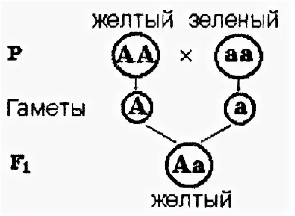 Наследственные задатки по менделю. 1 Закон Менделя схема. Первый закон Менделя схема. Схема скрещивания 1 закон Менделя. Закон единообразия Менделя схема.