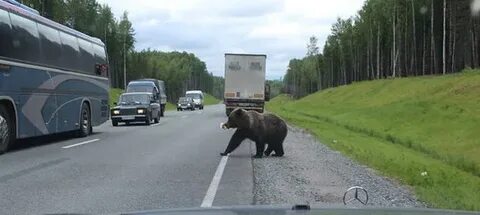 Медведь на остановке