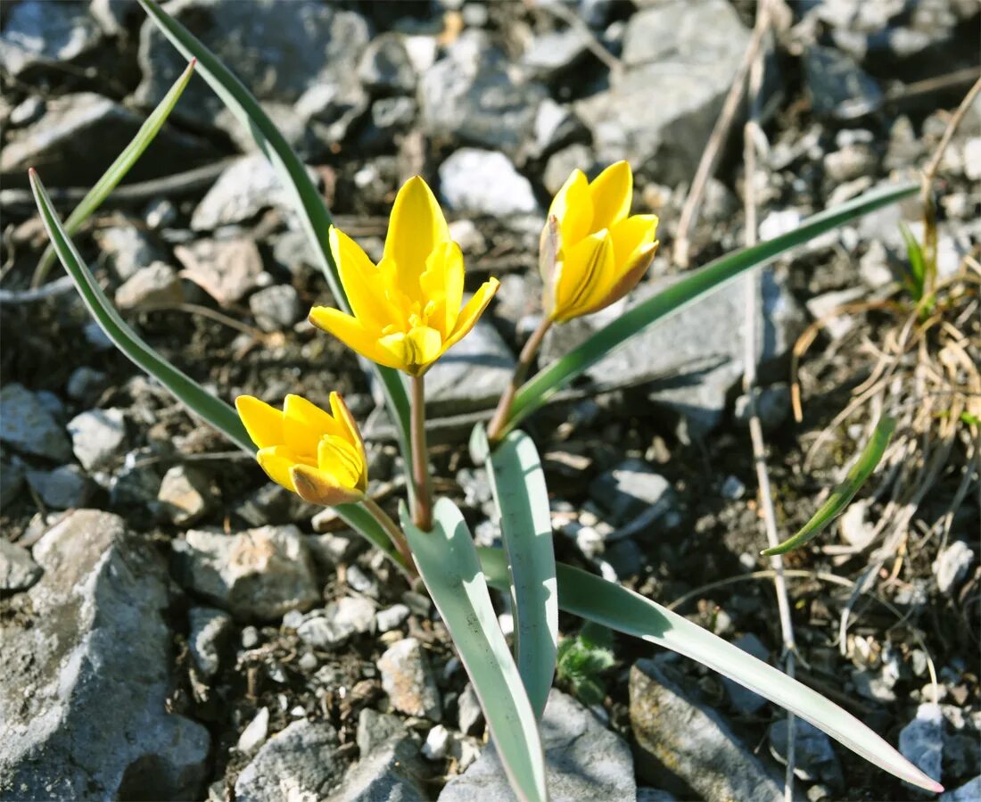 Тюльпан одноцветковый. Тюльпан Алтайский - Tulipa altaica. Тюльпан одноцветковый – Tulipa uniflora. Первоцветы тюльпаны. Желтые ранние цветы фото