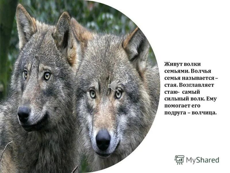 Волк всеядный. К какому семейству относится волк. Сходные виды животных. "песец, лисица, енотовидная собака". К какой группе животных относится волк.