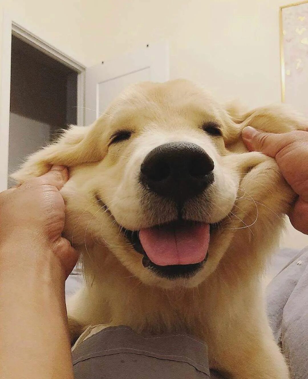 Золотистый улыбающийся пес. Золотистый ретривер. Золотистый ретривер улыбака. Собака улыбака золотистый ретривер. Золотистый ретривер улыбается.