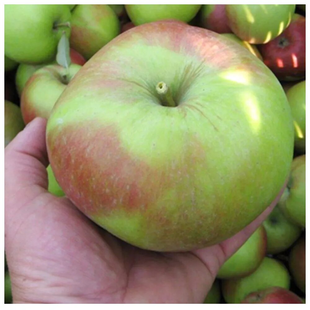 Сорт крупных яблок. Яблоня Лигол. Сорт яблони Лигол. Сорт Лигол. Лигол сорт яблок.