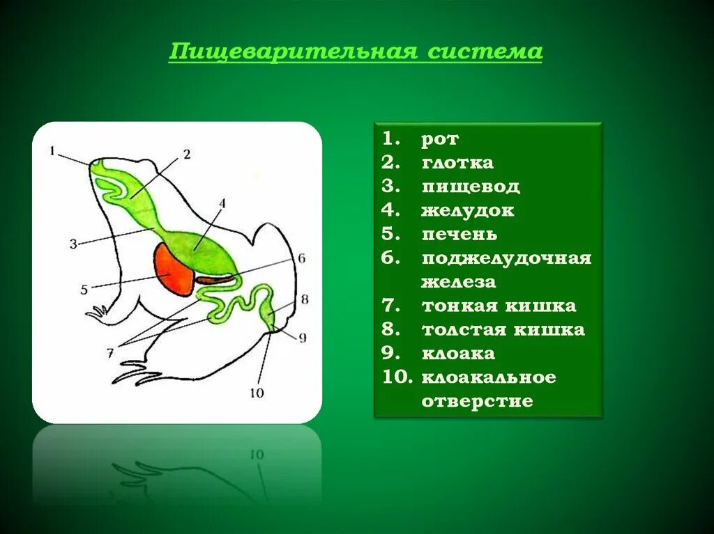 Органы пищеварительной системы земноводных. Выделительная система земноводных схема. Внутреннее строение лягушки выделительная система. Земноводные строение выделительной системы. Земноводные пищеварительная система таблица