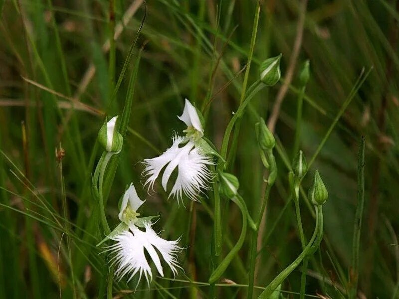 Орхидея цапля. Орхидея хабенария радиата (habenaria radiata). орхидея «большая белая цапля» (habenaria radiata). поводник лучистый. habenaria лучистая.