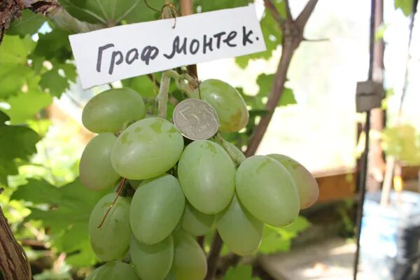 Виноград столово технический. Виноград сорт Кирягина суперэлита. Виноград технический китайский.