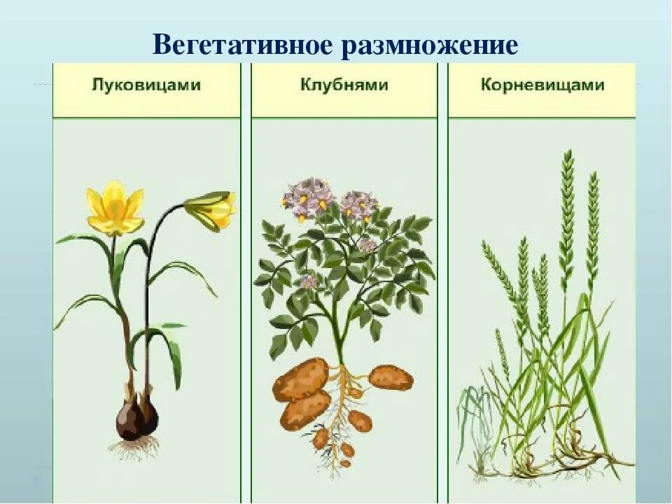 Вегетативное размножение у однодольных. Размножение луковицами и корневищами. Размножение корневищем клубнем луковицей. Вегетативное размножение это в биологии. Термину вегетативное размножение