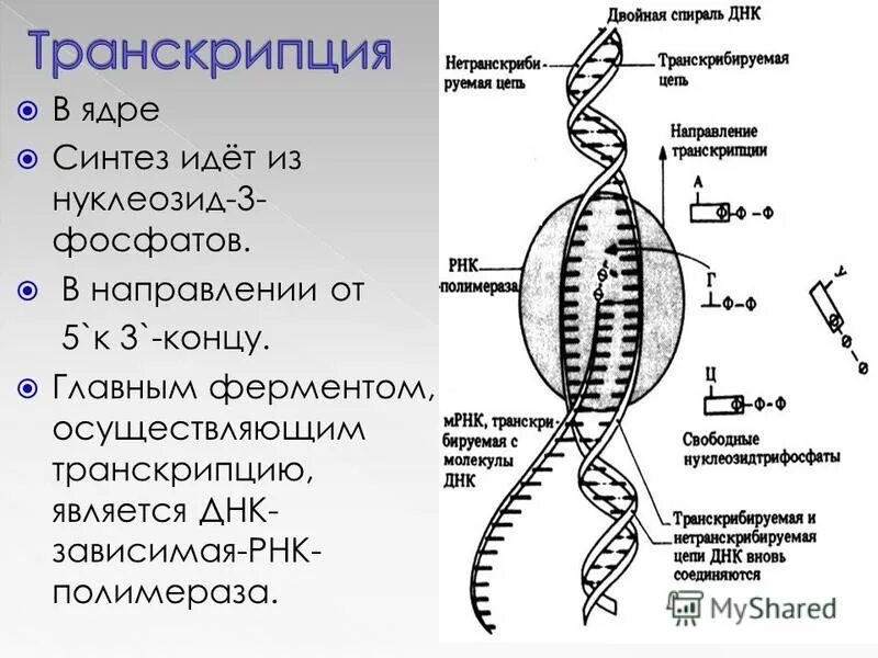 Ферменты транскрипции. Транскрипция ДНК ферменты. Основные ферменты транскрипции. Основной фермент транскрипции.