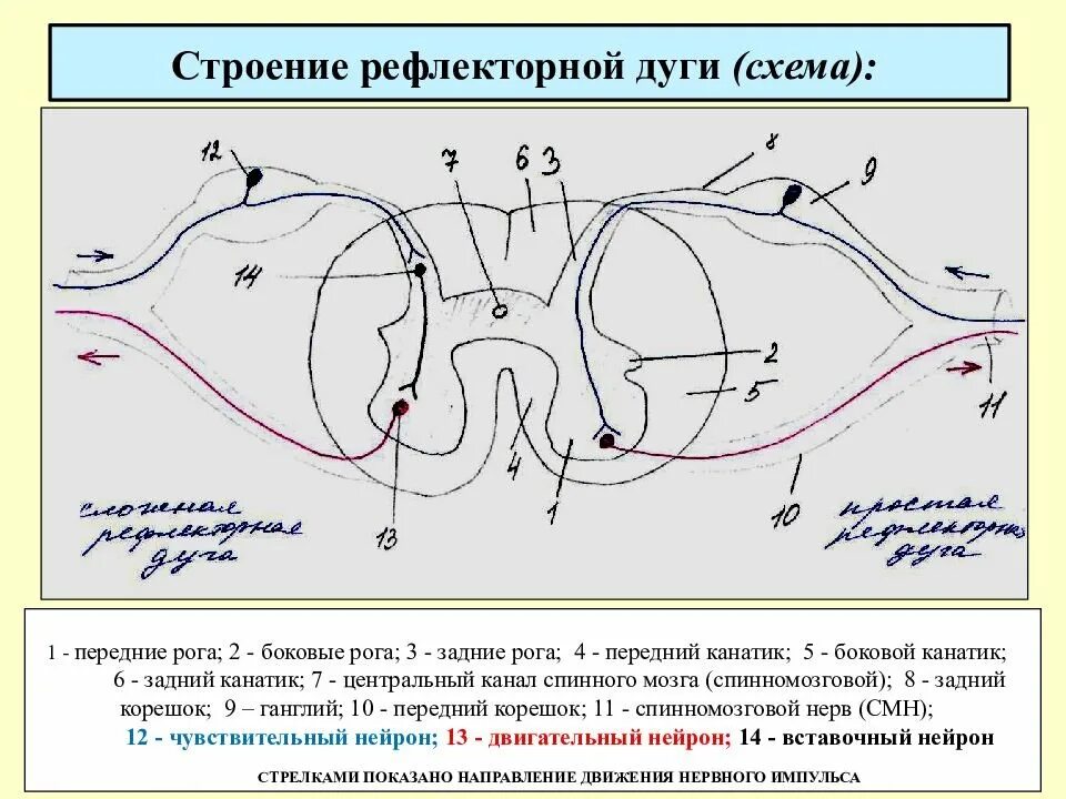 Строение рефлекторной дуги рисунок. Схема сложной рефлекторной дуги соматического рефлекса. Схема трехнейронной рефлекторной дуги соматического рефлекса. Схема соматической рефлекторной дуги рисунок. Строение соматической 3-х нейронной рефлекторной дуги.