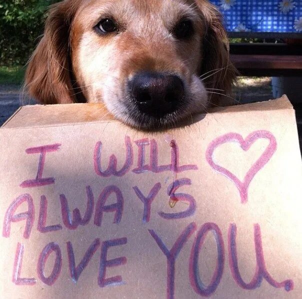 I love dogs обои home +. I love dogs do you love. I love dogs do you love. Красивая надпись dog. My dog, надпись.