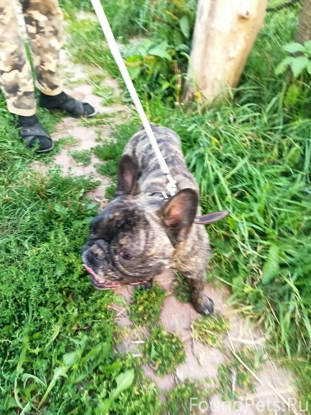 Щенки белого французского бульдога 2 месяца. Найден бульдог. Собака бульдога харламова. Найден бульдог. Французский бульдог старый и седой.