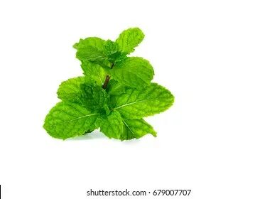 Paper mint