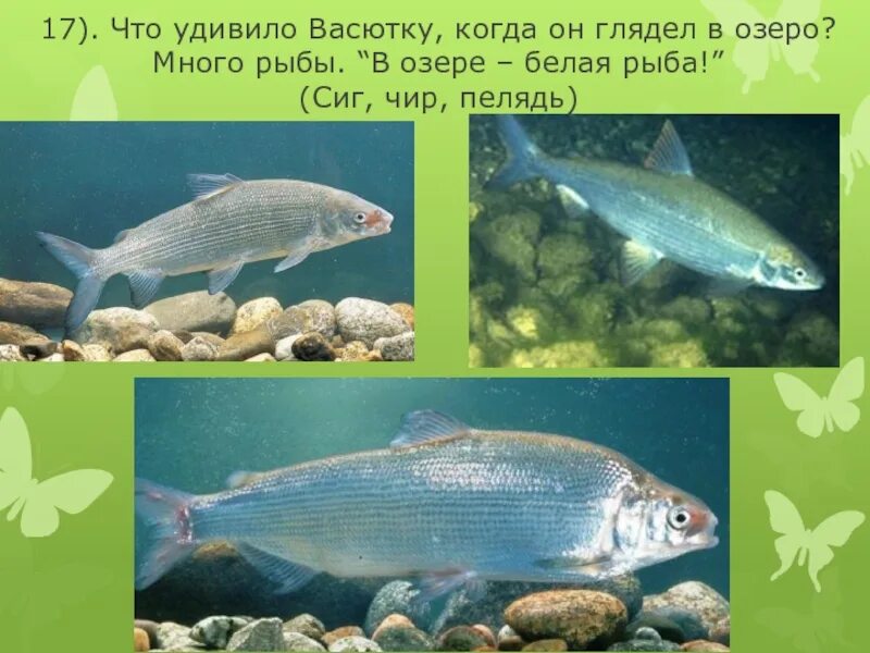 Какая рыба водилась в озере васюткино