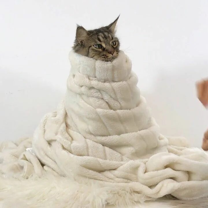 Полотенце мем. Кот в полотенце Мем. Cat in Towel Мем. Мемы про полотенце. Полотенце кошка с котятами стеганое.