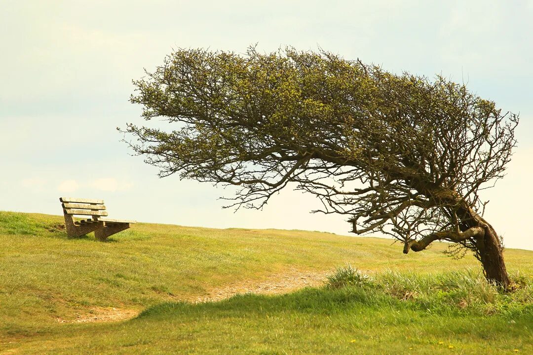 Дерево наклоненное от ветра. Дерево гнется от ветра. Дерево под ветром. Согнутое дерево. Дерево на ветру.