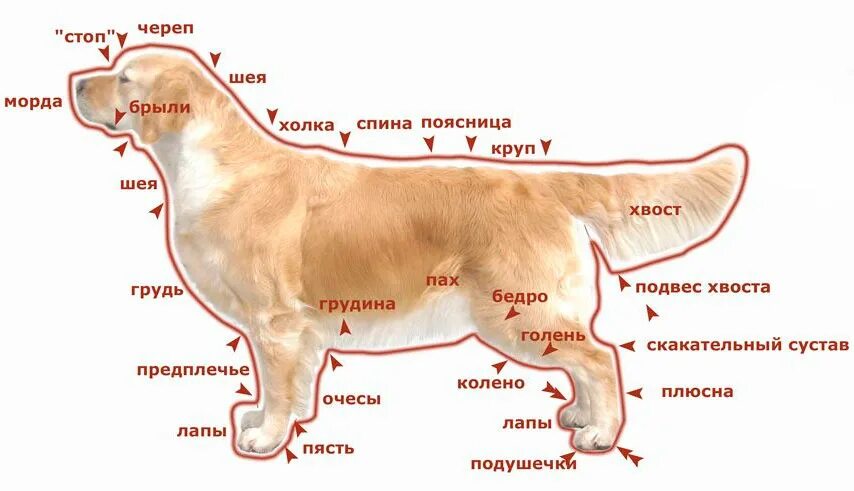 Лабрадор ретривер рост в холке. Стандарт породы золотистый (Голден) ретривер. Золотистый ретривер в холке. Голден ретривер вес кобеля. Где находится порода