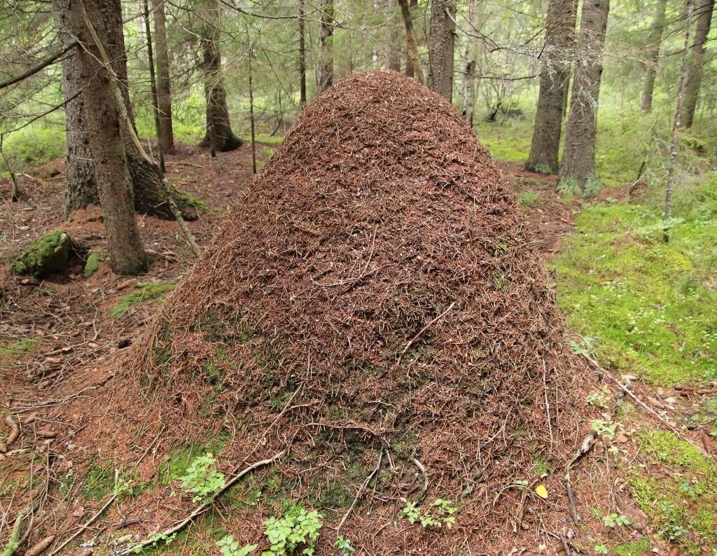Большой муравейник. Лесные муравьи Муравейник. Муравейник гнездо муравьев. Муравейник лесных муравьев. Земляные муравейники.