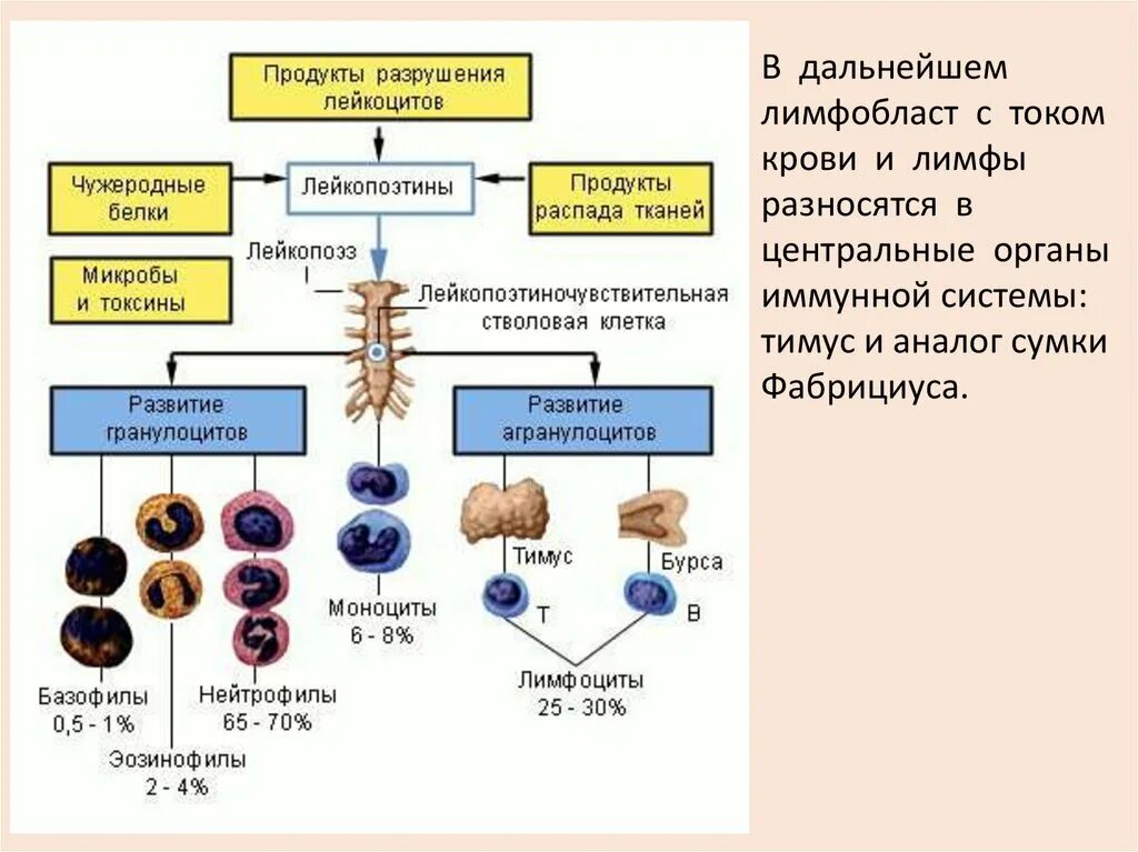 Место разрушения клеток крови