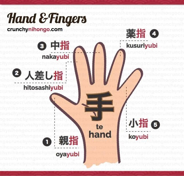 Как будет по китайскому рука. Названия пальцев на японском. Пальцы на японском. Название пальцев на китайском. Части тела на японском.