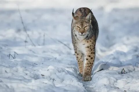 Скорость рыси