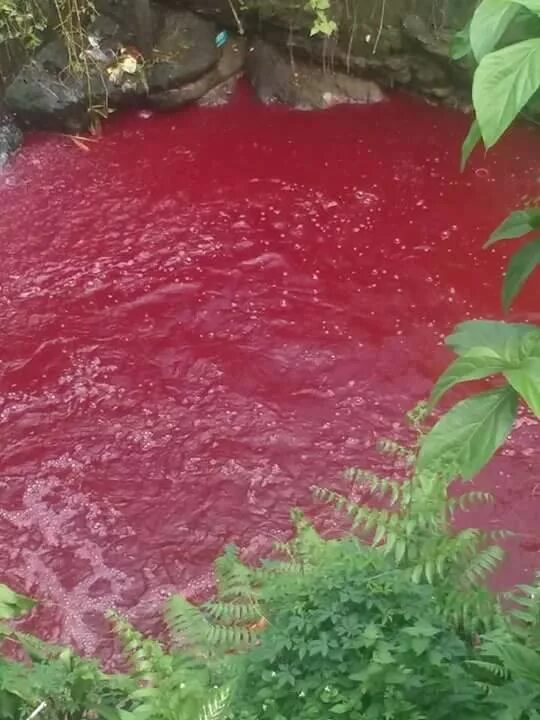 Красная вода. Вода красного цвета. Река с красной водой.