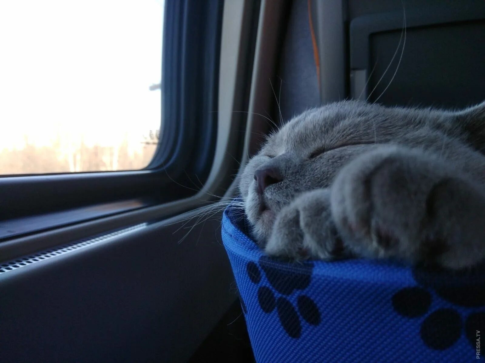 Кот железная дорога. Кот в поезде. Кот британец в поезде. Кот в электричке. Милый котик в поезде.