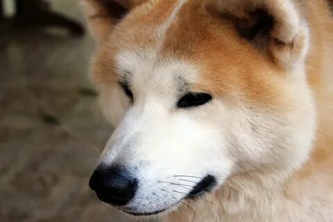 Статья о хатико на японском