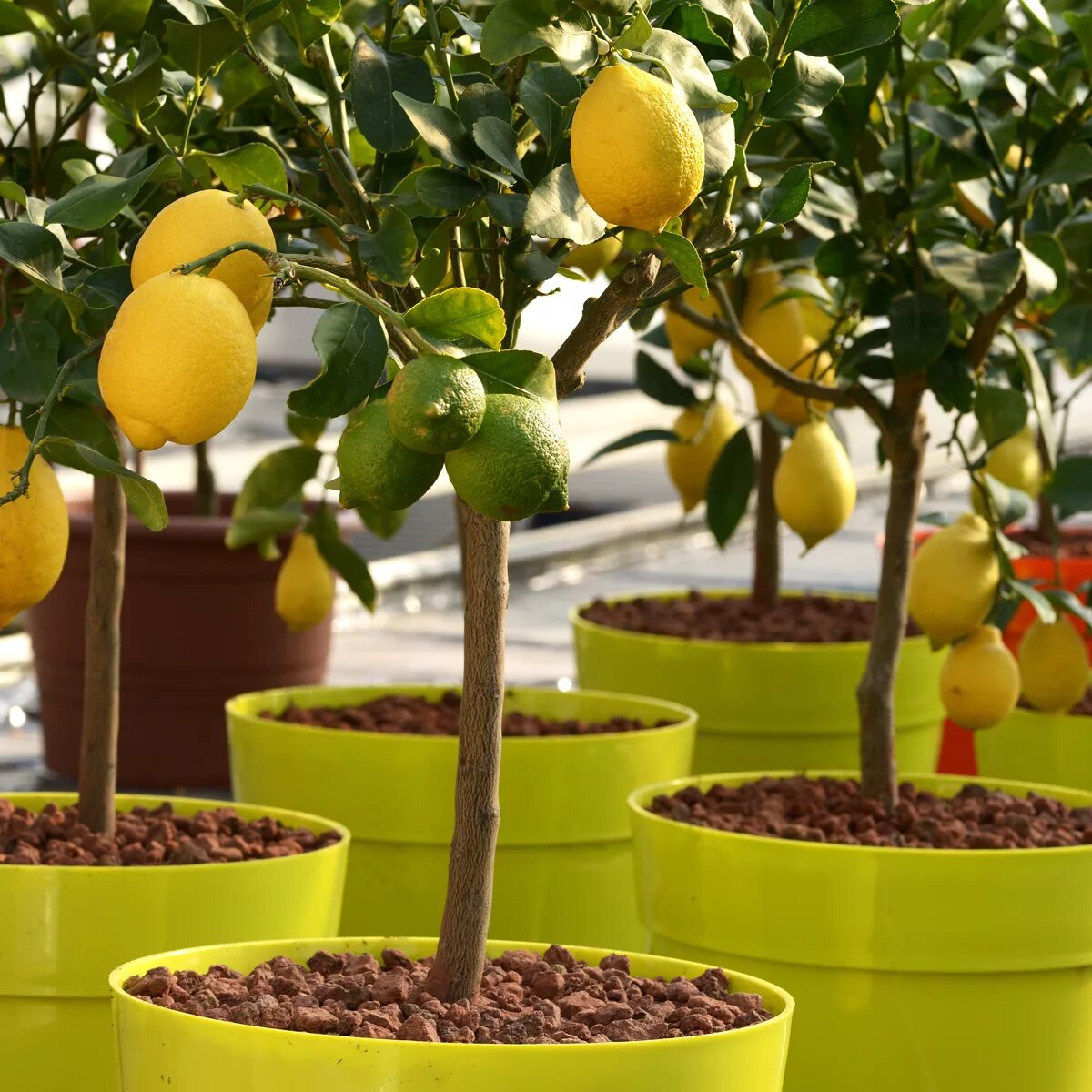 Маленькое лимонное дерево. Цитрус (комнатное растение) лимон Мейера. Лимонное дерево Эврика. Цитрусовое дерево лимон. Citrus Dwarf Dwarf Citrus.