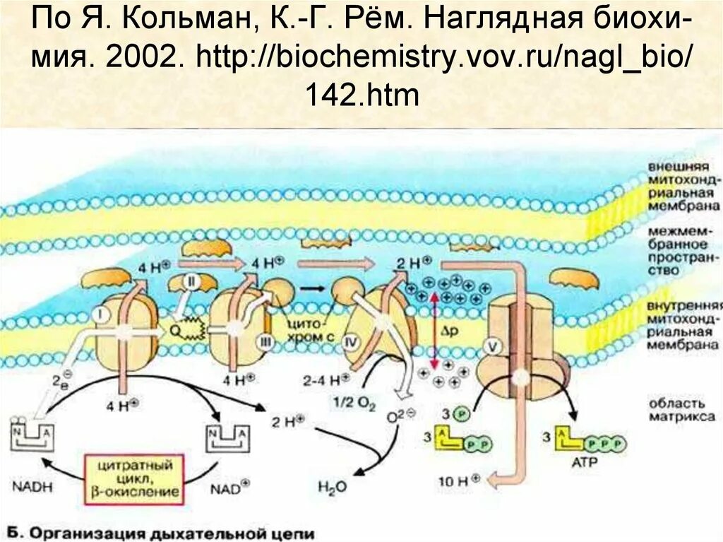 Перемещается углекислый газ из митохондрий в атмосферу. Дыхательная цепь митохондрий биохимия. Цепь переноса электронов дыхательная цепь. Окислительное фосфорилирование биохимия реакции. Цикл Кребса и электрон-транспортная цепь.