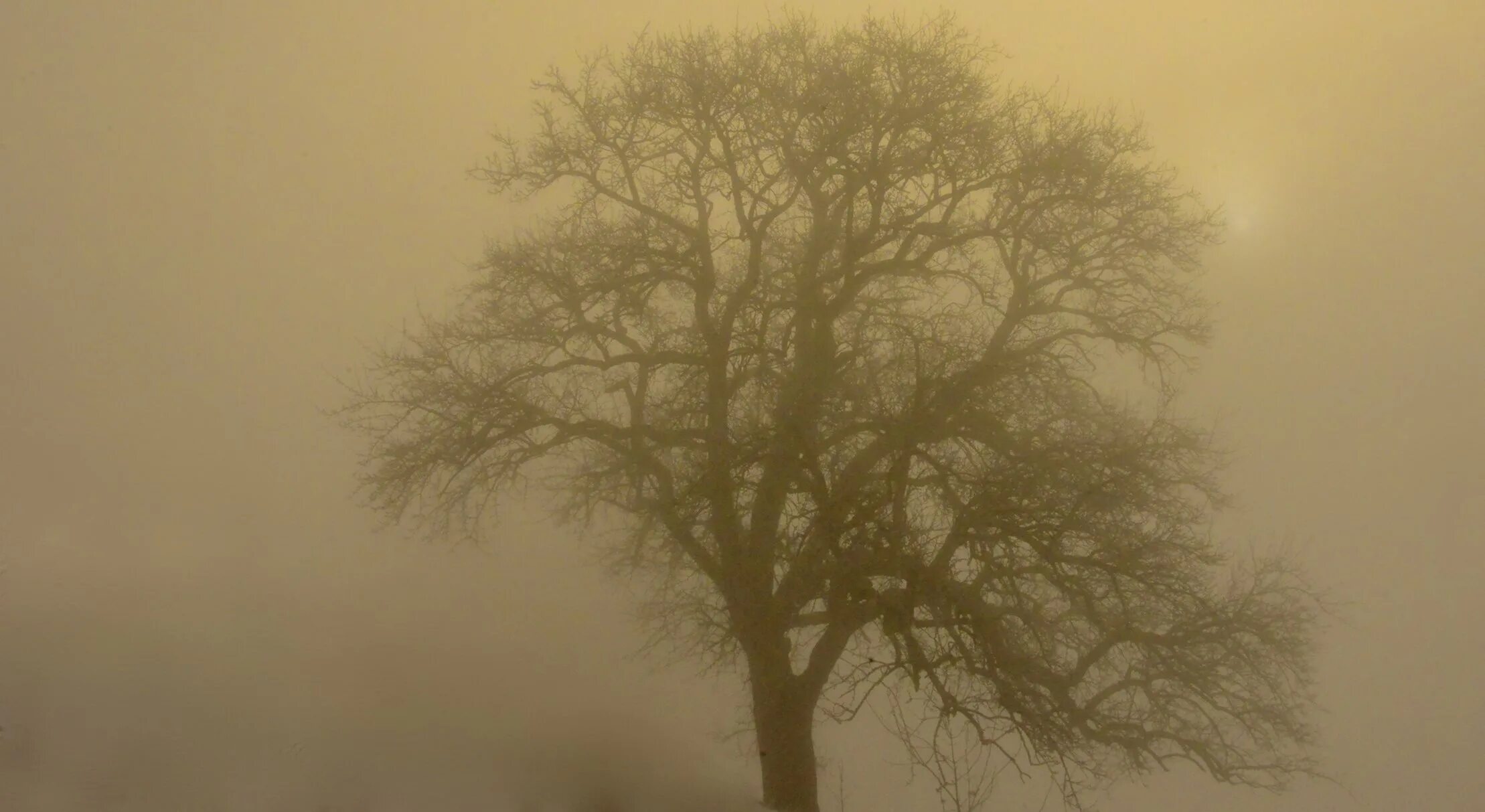 Ветвь туманного дерева. Фреска деревья в тумане. Живопись деревья туман. Картина деревья в тумане. Фотообои деревья в тумане.