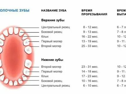 Через сколько дней выпадают зубы