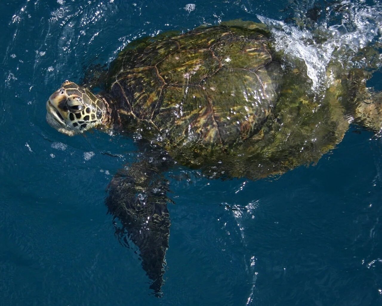 Turtle x. Морская черепаха синяя. Голубая черепаха. Синяя черепаха фото. Черепахи в синем океане обои.