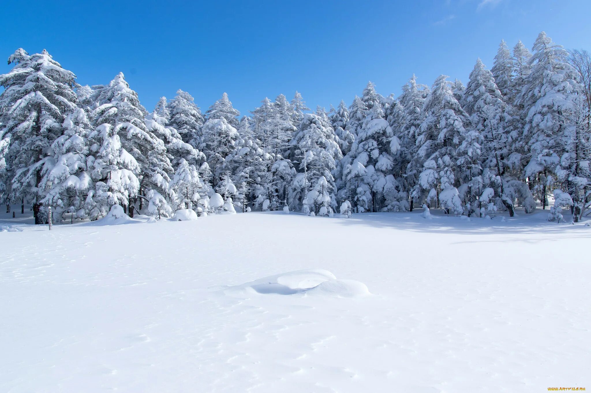 Sun Forests Nature Snow Ultra HD Desktop Background Wallpaper for 4K UHD TV : Wi