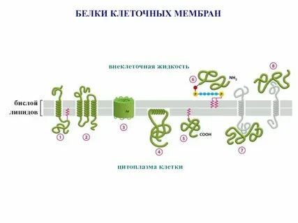 Какую функцию выполняют белки в мембране клетки
