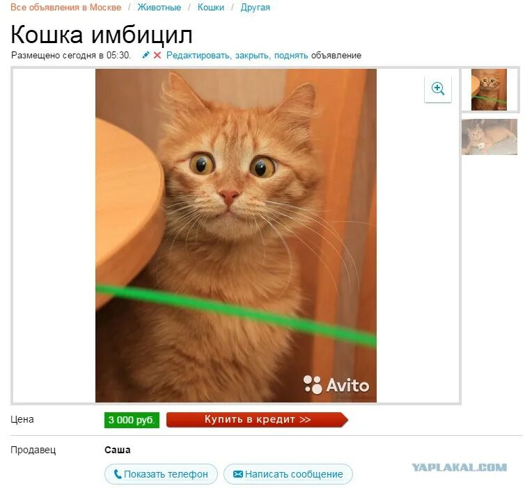 Объявления про котов. Кот авито. Смешные объявления с котами. Смешные объявления о продаже кошек. Продается кошка отзывы